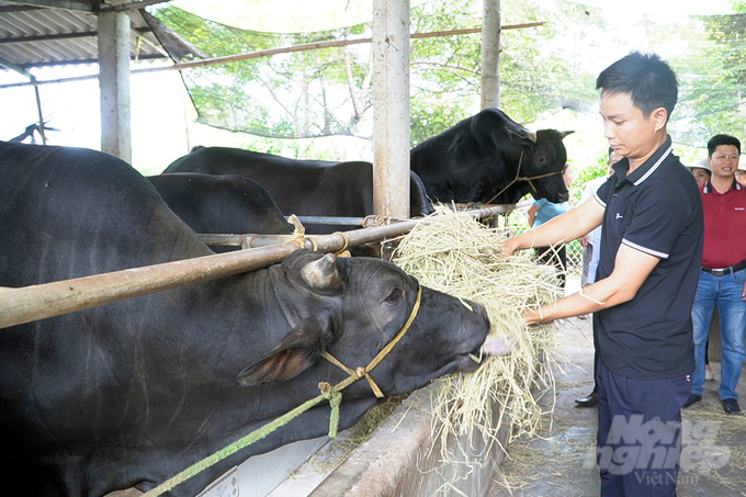 In livestock farming, the cow herd improvement program is one of the critical milestones of Vietnam Agricultural Extension.