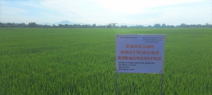 The model applies the advanced rice farming technical process in Tay Binh commune (Tay Son district, Binh Dinh) when the rice is still green. Photo: D.T.