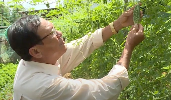 An organic vegetable garden according to PGS standards in Ben Tre. Photo: Son Trang.