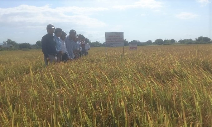 BÐR999 rice in the model field has a higher yield than the field outside the model by 0.18 tons/ha. Photo: D.T
