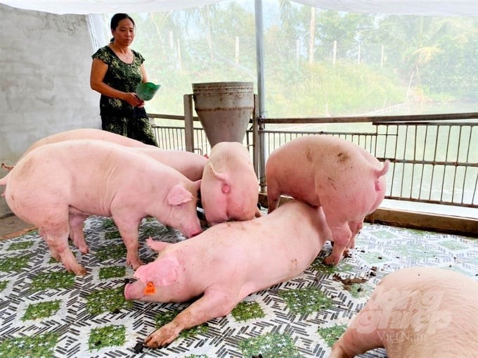 Pig farming has entered the second livestock industrial revolution, requiring professionalism, standards, and quality. Photo: TL.