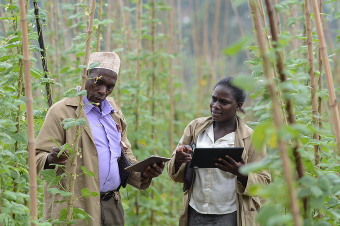 Nghiên cứu trồng cây đậu leo tại Rwanda. Ảnh: CIAT.