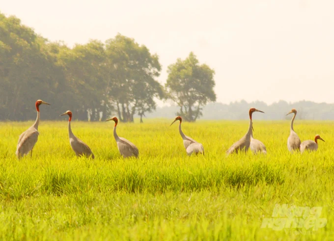 Currently, infrastructure works serving the Sarus Crane Conservation and Rehabilitation Project are organized by Tram Chim National Park (Dong Thap) progress is being accelerated. Photo: Le Hoang Vu.