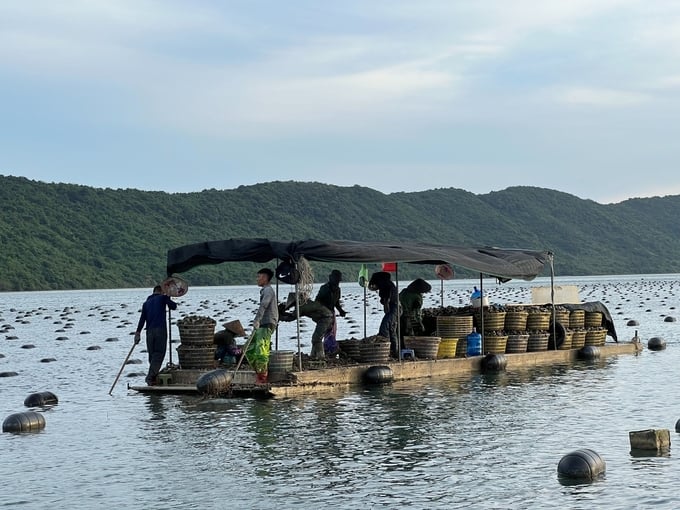 The labour shift greatly affects the Quang Ninh seafood industry. Photo: Nguyen Thanh.