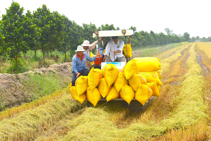 Business activities of agricultural cooperatives have contributed to reducing poverty, creating jobs, and improving the material life of members. Photo: Minh Dam.