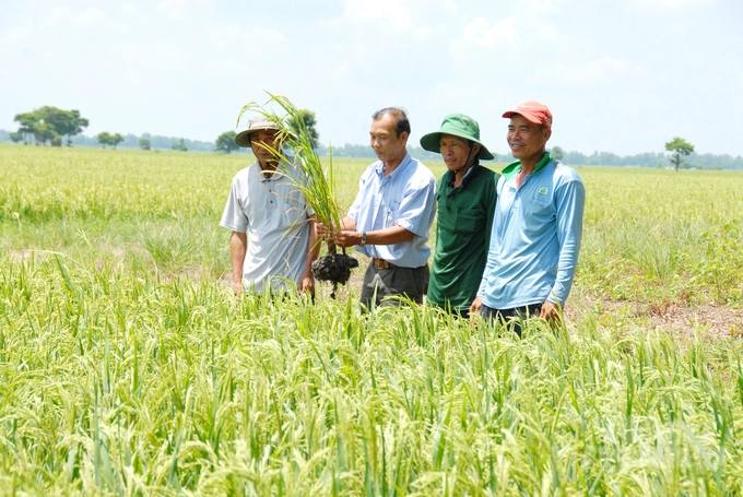 Technical advances in rice cultivation have been transferred to farmers by agricultural extension forces to spread to production quickly. Photo: Le Hoang Vu.