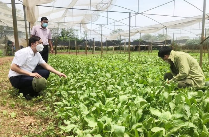 A safe vegetable farming area in Cong Hoa commune, Quoc Oai district. Photo: Huong Giang.