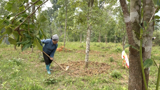 Hiện người trồng hồi đã chú trọng bón phân hữu cơ, canh tác theo tiêu chuẩn hữu cơ. Ảnh: Nguyễn Thành.