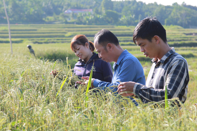 Quy Mong commune has established a specialty black sticky rice cooperative, sticky rice products meet OCOP 3-star standards. Photo: Thanh Tien.