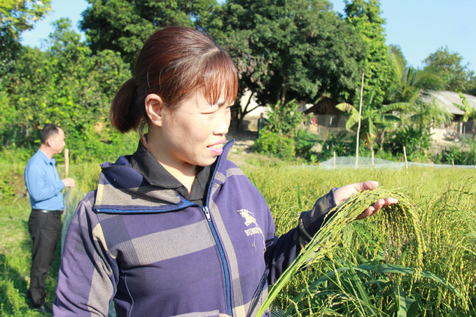 Black sticky rice varieties can only be produced during the growing season (from May to October). Photo: Thanh Tien.