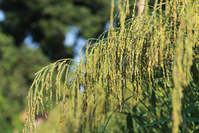 The yield of this specialty rice variety ranges from 1.2 to 1.5 quintals/acre. Photo: Thanh Tien.