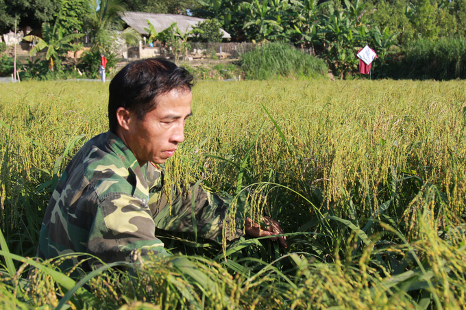 The native black sticky rice of the Muong people has a growing period of 5 months, so it is often harvested nearly 1 month later than other rice varieties. Photo: Thanh Tien.