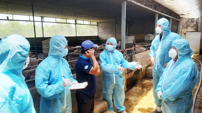 Các chuyên gia ARS thăm trại heo tiêm vacxin dịch tả heo Châu Phi tại Tiền Giang.