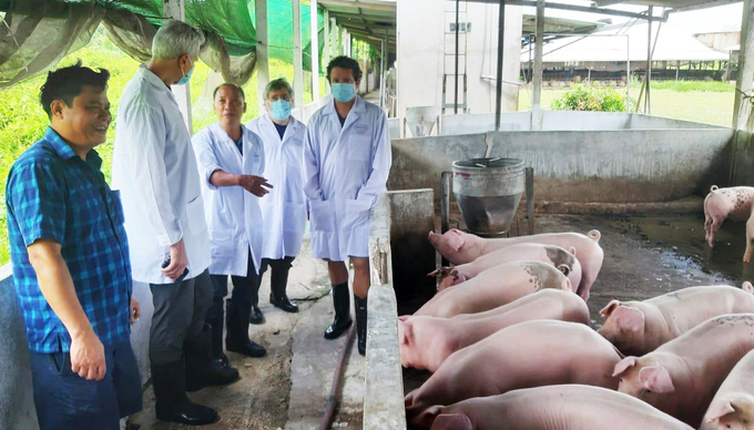 Các chuyên gia ARS thăm trại heo tiêm vacxin tại Củ Chi, TP. HCM.