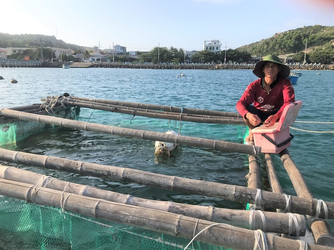 Leaf squid farmers in Nhon Chau island commune (Quy Nhon city, Binh Dinh) abandoned the habit of storing bait fish in plastic bags for the squid to eat, instead, they put it in a plastic container to protect the marine environment. Photo: V.D.T.