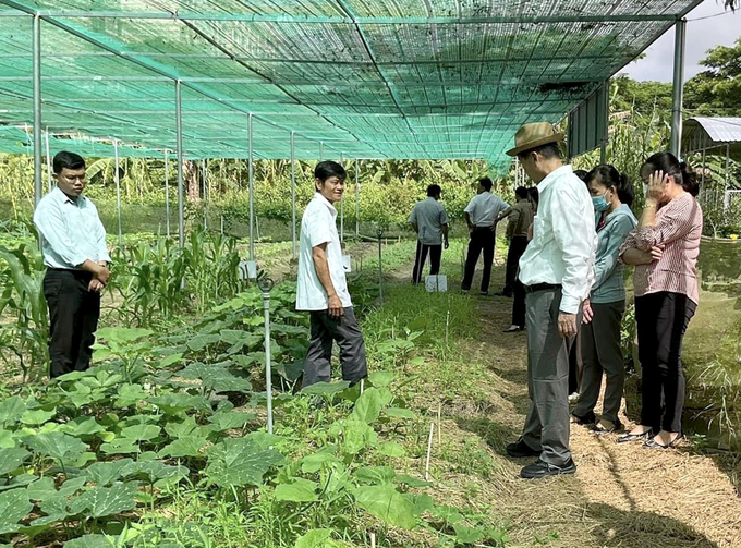 Một vườn rau hữu cơ theo tiêu chuẩn PGS ở Đồng Tháp. Ảnh: Nguyễn Thủy.