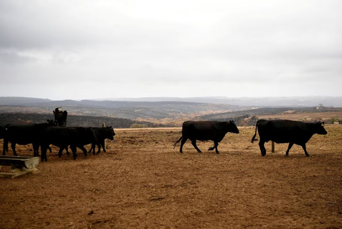 Cattle at a farm on Kangaroo Island, Australia January 20, 2020. REUTERS/Tracey/File Photo Acquire Licensing Rights