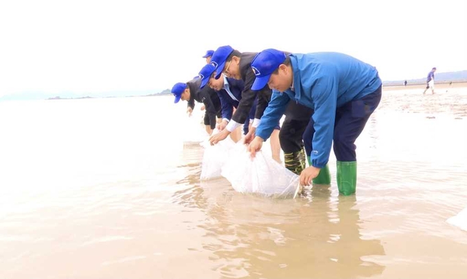 Thả con giống hải sản ở vùng biển Hải Hà, Quảng Ninh. Ảnh: Nguyễn Thành.