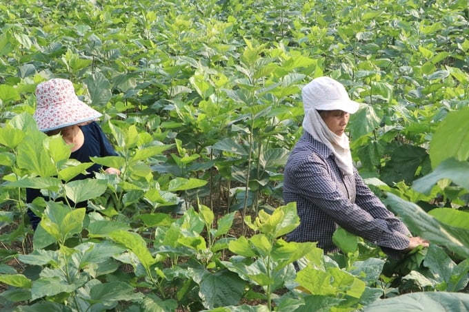 Giống dâu mới GQ2 của Trung tâm Nghiên cứu Dâu tằm tơ Trung ương được trồng nhiều tại Trấn Yên. Ảnh: Thanh Tiến.