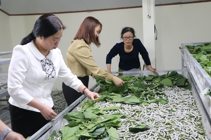 Việc áp dụng nuôi tằm trên giàn khay trượt giúp tăng năng suất, sản lượng trên một diện tích phòng nuôi. Ảnh: Thanh Tiến.