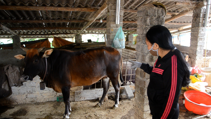 Tiêm vacxin là giải pháp hiệu quả ngăn ngừa dịch lở mồm long lóng trên đàn trâu, bò. Ảnh: Ngọc Tú. 