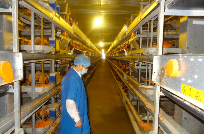 A chicken egg farm in Dong Nai province. Photo: Son Trang.