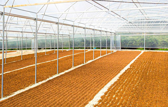 Coffee beans drying in a mesh-covered building. Photo: Son Trang.