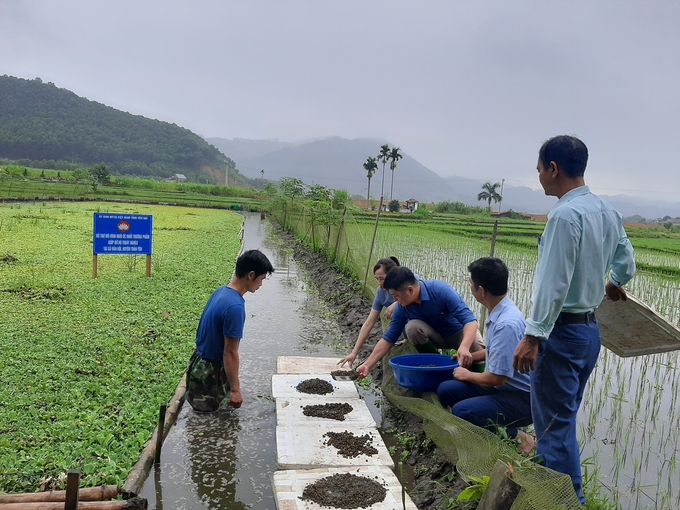 Gia đình ông Thân Văn Bắc ở xã Vân Hội được hỗ trợ mô hình nuôi ốc nhồi để thoát nghèo. Ảnh: Thanh Tiến.