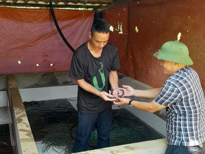 Mô hình nuôi lươn không bùn cho thu nhập khá, giúp cho hộ anh Hoàng Văn Lương (xã Việt Hồng) thoát nghèo. Ảnh: Thanh Tiến.