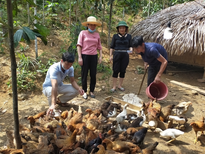 Phòng NN-PTNT huyện tặng gà giống cho hộ nghèo ở xã Tân Đồng. Ảnh: Thanh Tiến.