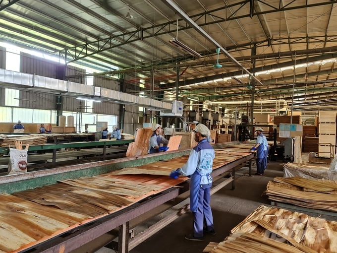 Implementing sufficiently the construction of linked chains has helped Tuyen Quang improve the value of its forests. Photo: Dao Thanh.