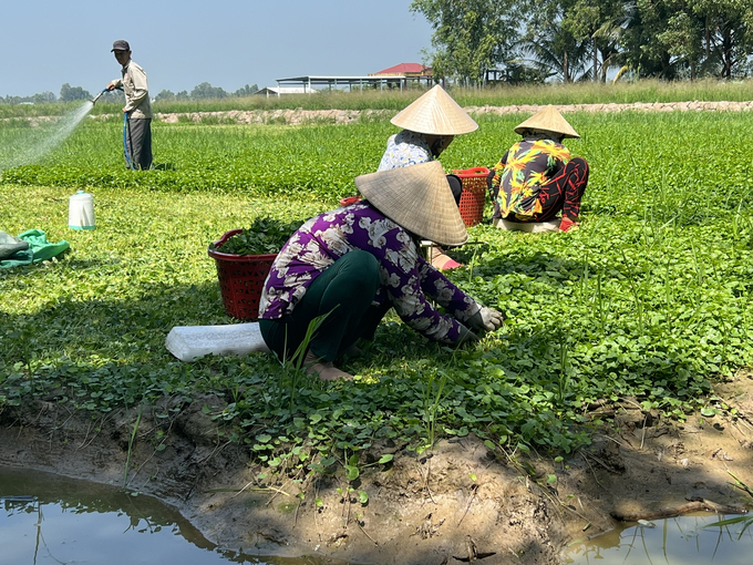 Ông Phạm Văn Thiều, Chủ tịch UBND tỉnh Bạc Liêu đề ra mục tiêu phấn đấu đến cuối năm 2025 tỷ lệ hộ nghèo bình quân toàn tỉnh giảm còn dưới 1%. Ảnh: Trọng Linh.