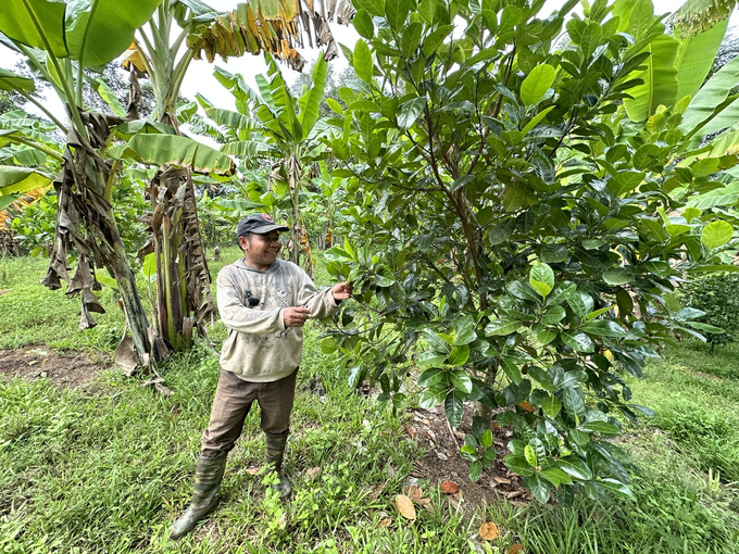 Vườn cây mít Thái của gia đình anh Cha Brang Ban đang phát triển tốt, hứa hẹn sẽ giúp gia đình nâng cao hiệu quả kinh tế. nong duoc viet nam