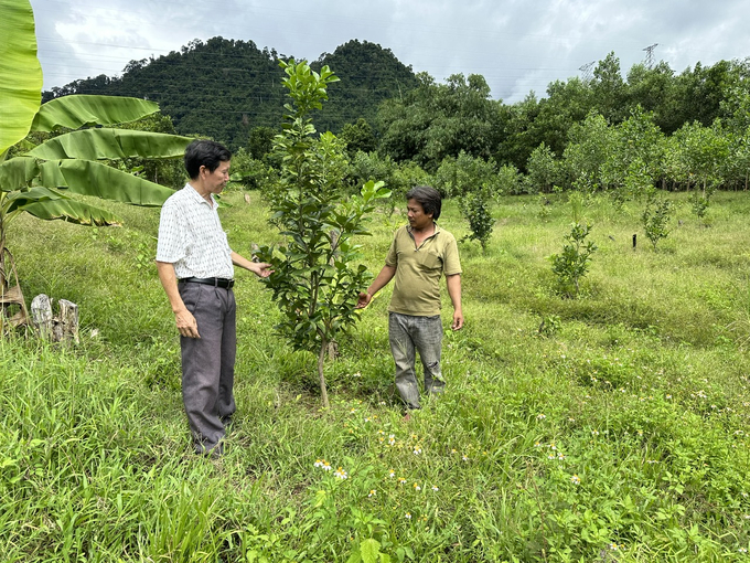 Hiện nay, diện tích trồng cây ăn quả ở huyện miền núi Nam Giang đã tăng lên hơn 300ha. Ảnh: L.K.