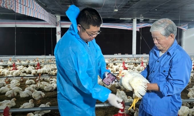 A chicken farm in Cam Lam district, Khanh Hoa province. Photo: Kim So.