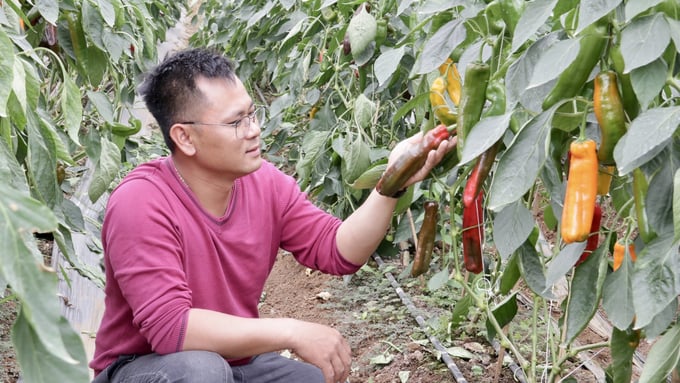 Anh Phạm Văn Tuấn, chủ trang trại ớt Palermo tại huyện Mộc Châu, tỉnh Sơn La. Ảnh: Thảo Phương