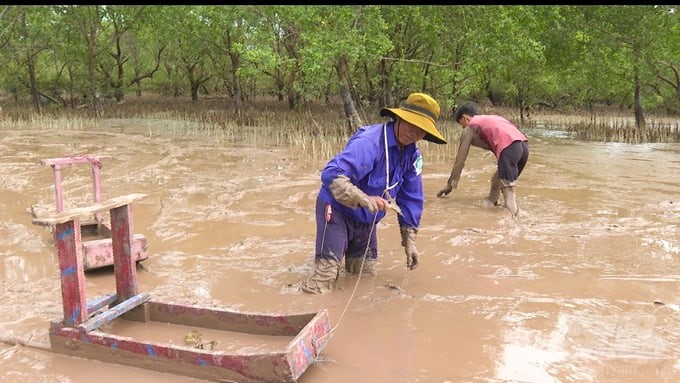 Fishing at the alluvial flat in the Mo O protective forest area, Trung Binh commune, Tran De district. Photo: Kim Anh.