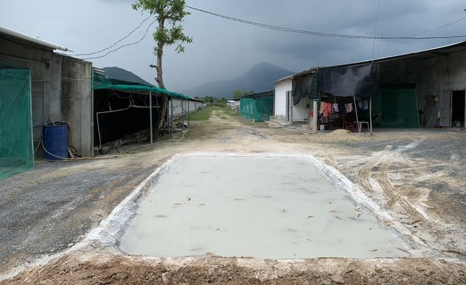 Chicken farms all set up lime pits to disinfect entering and exiting vehicles. Photo: Kim So.