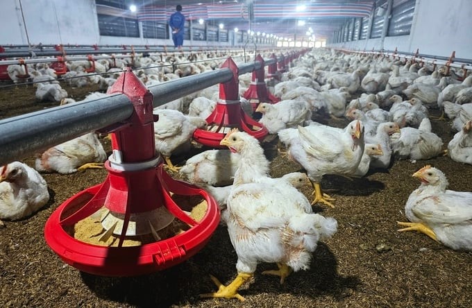 The model of chicken farming linkage brings efficiency to people. Photo: Kim So.