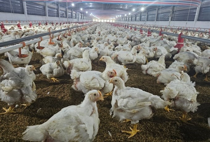 White-feathered chickens, or super meat chickens, are raised for 45 days before being sold. Photo: Kim So.