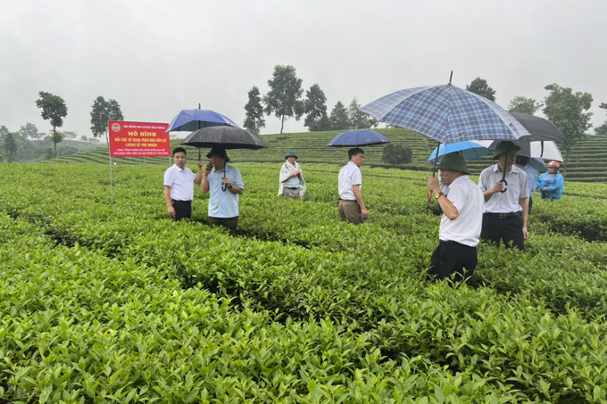 Hội nghị đầu bờ tại Bảo Thắng, Lào Cai, thăm nương chè sử dụng phân bón Lucavi. Ảnh: Hương Phạm.