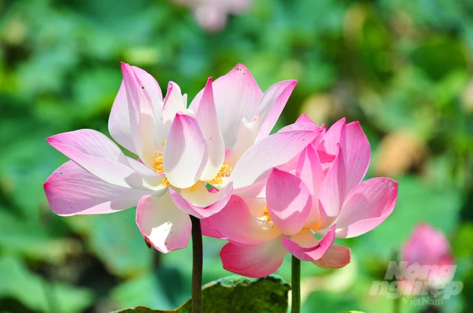 Shaking off the mud and rising, the lotus becomes even more attached to the lives of the Dong Thap people. Photo: Le Hoang Vu.