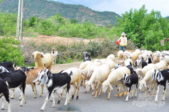Diện tích đồng cỏ tự nhiên ngày càng thu hẹp nên hình thức chăn nuôi dê, cừu bán chăn thả đang được người dân Ninh Thuận hướng đến. Ảnh: Mai Phương.