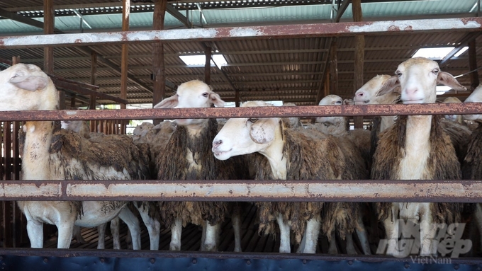 Việc xây dựng các chuỗi liên kết là rất cần thiết giúp phát triển bền vững, hiệu quả ngành chăn nuôi dê, cừu tại Ninh Thuận. Ảnh: Phương Chi.