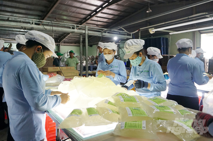 Công nhân tại Nhà máy chế biến nha đam Vietfarm (Ninh Thuận). Ảnh: Nguyễn Thủy.