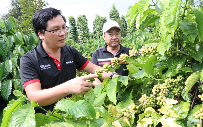 Cán bộ kỹ thuật Nescafé Plan hướng dẫn kỹ thuật cho các nông dân tham gia chương trình. Ảnh: Quang Yên.