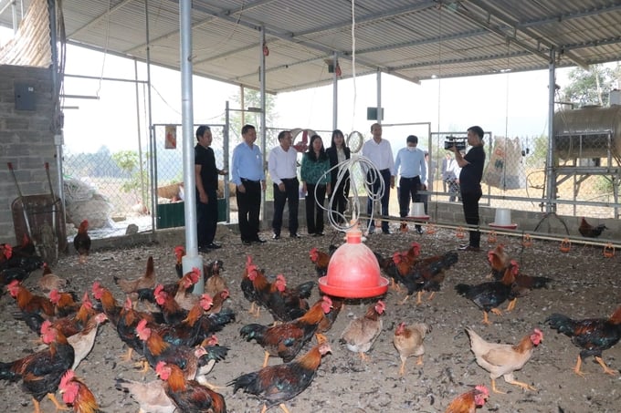 Hợp tác xã Chăn nuôi và Dịch vụ nông nghiệp MQ, xã Minh Quán, huyện Trấn Yên, Yên Bái có hơn 30 thành viên là các hộ nuôi gà tại địa phương. Ảnh: Thanh Tiến.