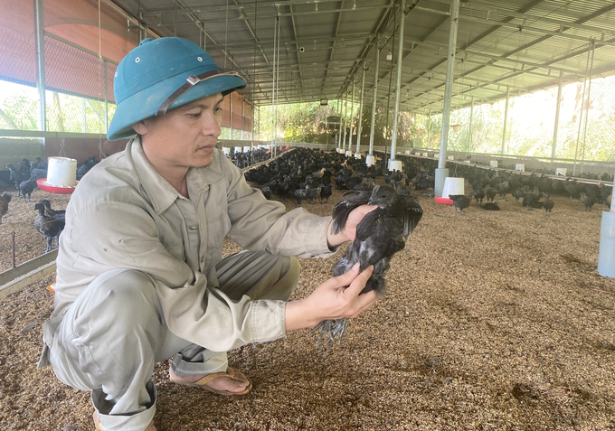 Mỗi tháng Hợp tác xã Chăn nuôi và Dịch vụ nông nghiệp MQ xuất bán khoảng 25 - 30 tấn gà thịt ra thị trường. Ảnh: Thanh Tiến.