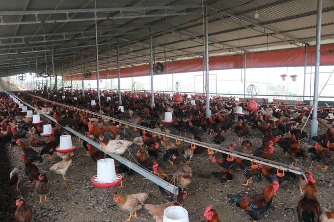Hiện nay HTX đang xây dựng thương hiệu 'Gà đồi Trấn Yên' và hướng tới việc cung ứng các sản phẩm từ thịt gà sau chế biến ra thị trường. Ảnh: Thanh Tiến.
