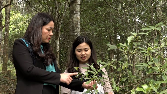 Head of Binh Gia district's Department of Agriculture and Rural Development inspecting the organic star anise production areas. Photo: Nguyen Thanh.